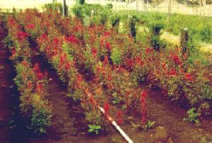 irrigation controllers save water